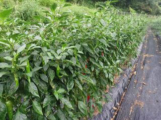 오영도님의 고추 · 일상 작성글 사진