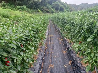 오영도님의 고추 · 일상 작성글 사진