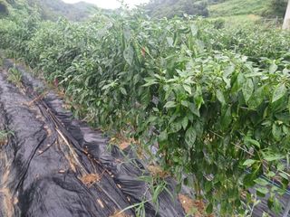 오영도님의 고추 · 일상 작성글 사진