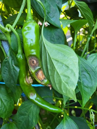 김명규님의 고추 · 병해충상담 작성글 사진