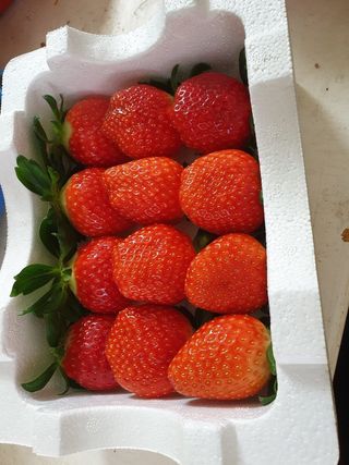 벤틀리 님의 작목반,동호회 등 나의 모임은? · 참여글 작성글 사진