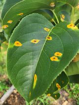 팜모닝 배·병해충상담 게시글 이미지