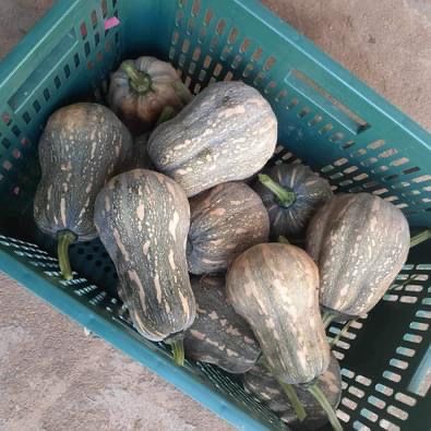 장터 상품 [땅콩 호박/단호박] 썸네일