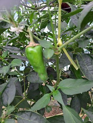 밤까시 여주농장님의 고추 · 비료•농약 작성글 사진