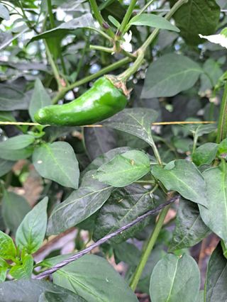 밤까시 여주농장님의 고추 · 비료•농약 작성글 사진