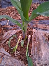 팜모닝 옥수수·자유게시판 게시글 이미지