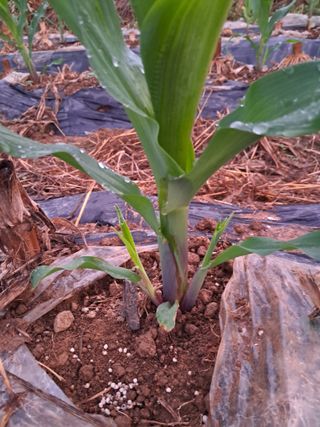 홍기철님의 옥수수 · 자유게시판 작성글 사진