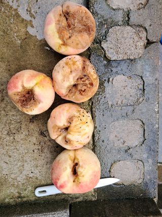 서상기 은퇴농장님의 복숭아 · 병해충상담 작성글 사진