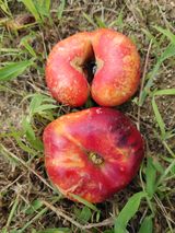 팜모닝 복숭아·병해충상담 게시글 이미지