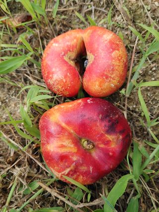 박원식님의 복숭아 · 병해충상담 작성글 사진