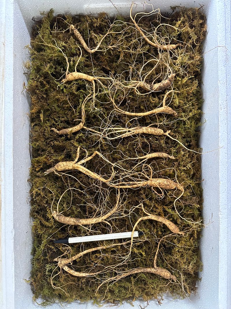 장터 상품 [7년근 정삼 15뿌리 저렴히 만나보세요👍🏻] 썸네일