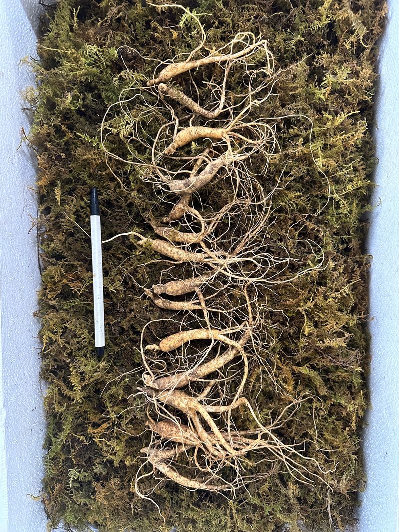 진상빈님의 장터 판매 상품 [7년근 정삼 15뿌리 저렴히 만나보세요👍🏻] 첨부 사진