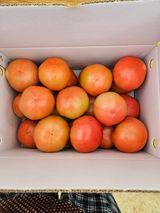 팜모닝 토마토·수확 게시글 이미지