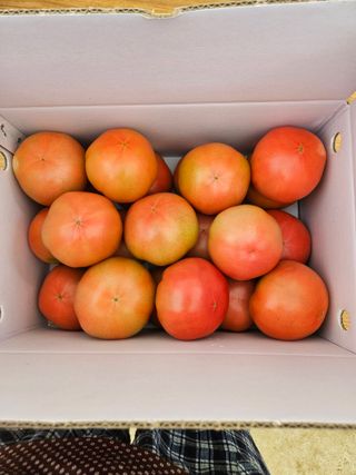 박명철님의 토마토 · 수확 작성글 사진