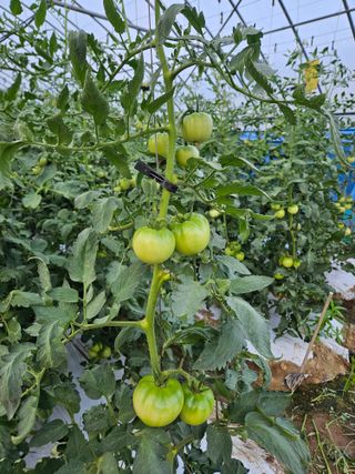 박명철님의 토마토 · 수확 작성글 사진