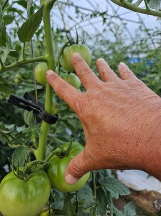 박명철님의 토마토 · 수확 작성글 사진