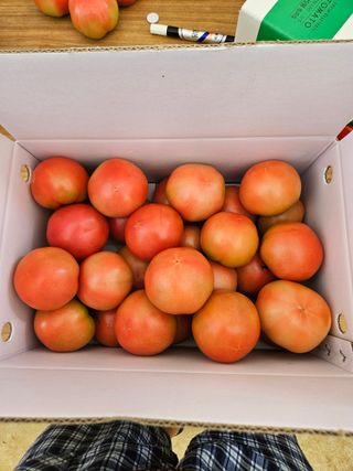 박명철님의 토마토 · 수확 작성글 사진