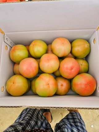 박명철님의 토마토 · 수확 작성글 사진