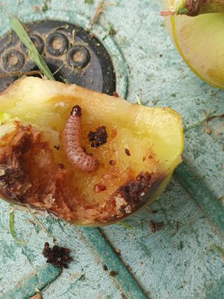 웅포나루님의 자두 · 병해충상담 작성글 사진