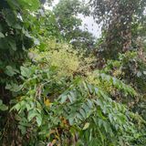 팜모닝 두릅·일상 게시글 이미지