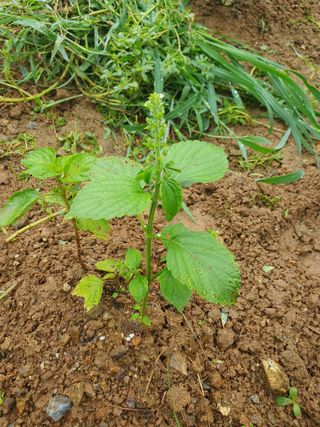 버들피리여님의 들깨 · 자유게시판 작성글 사진