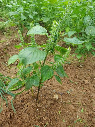 버들피리여님의 들깨 · 자유게시판 작성글 사진