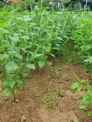 버들피리여님의 들깨 · 자유게시판 작성글 사진