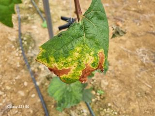 귀농대박님의 포도 · 자유게시판 작성글 사진