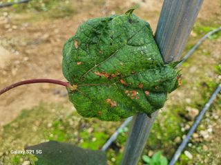 귀농대박님의 포도 · 자유게시판 작성글 사진