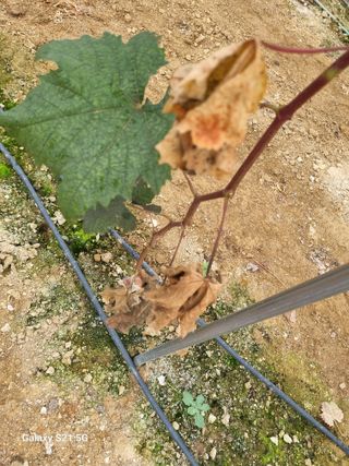 귀농대박님의 포도 · 자유게시판 작성글 사진