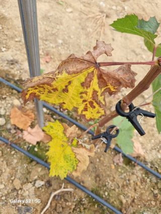 귀농대박님의 포도 · 자유게시판 작성글 사진