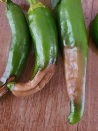 꼬맹님의 고추 · 병해충상담 작성글 사진