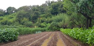 최문열님의 배추 · 토양준비 작성글 사진