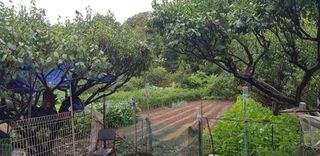 최문열님의 배추 · 토양준비 작성글 사진