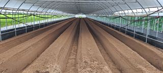 박춘서님의 딸기 · 파종작업 작성글 사진