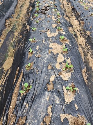 리포님의 배추 · 영농일지 작성글 사진