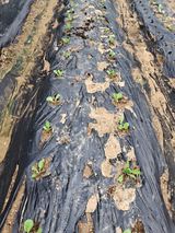 팜모닝 배추·영농일지 게시글 이미지