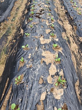 리포님의 배추 · 영농일지 작성글 사진