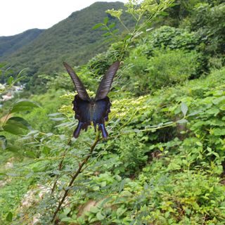황준영님의 기타작물 · 자유게시판 작성글 사진