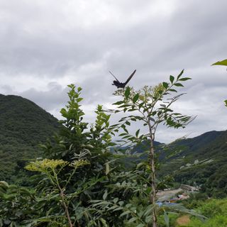 황준영님의 기타작물 · 자유게시판 작성글 사진