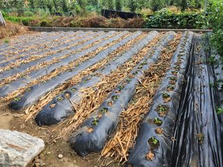 충주gomtenge님의 배추 · 품종•종자 작성글 사진