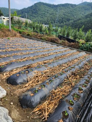 충주gomtenge님의 배추 · 품종•종자 작성글 사진