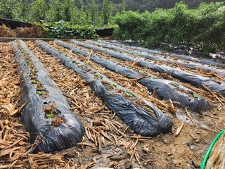 충주gomtenge님의 배추 · 품종•종자 작성글 사진