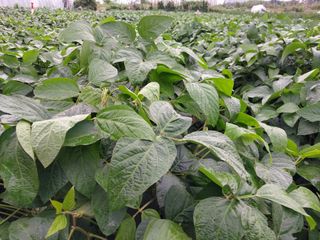 최남옥님의 콩 · 자유게시판 작성글 사진