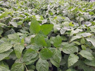 최남옥님의 콩 · 자유게시판 작성글 사진