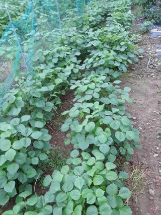 조동원님의 자유주제 · 자유게시판 작성글 사진