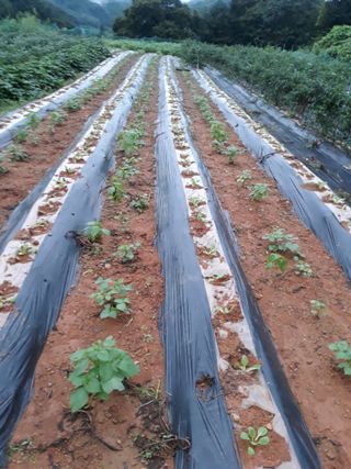 조동원님의 자유주제 · 자유게시판 작성글 사진
