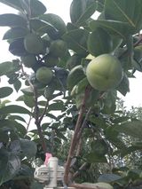 팜모닝 작목반,동호회 등 나의 모임은?·참여글 게시글 이미지