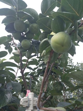 하찌농장님의 작목반,동호회 등 나의 모임은? · 참여글 작성글 사진