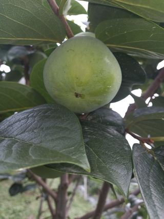 하찌농장님의 작목반,동호회 등 나의 모임은? · 참여글 작성글 사진